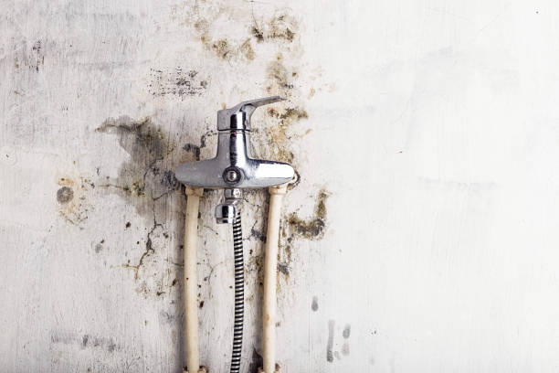 Best Bathroom Mold Remediation in Laurel, VA