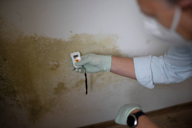 Best Residential Mold Remediation in Laurel, VA