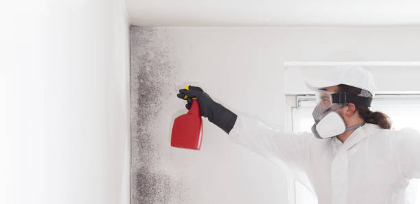 Best Insurance-Related Mold Remediation in Laurel, VA