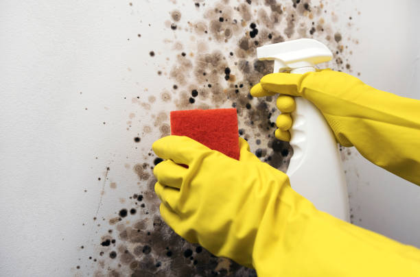 Best DIY Mold Remediation Support Services in Laurel, VA