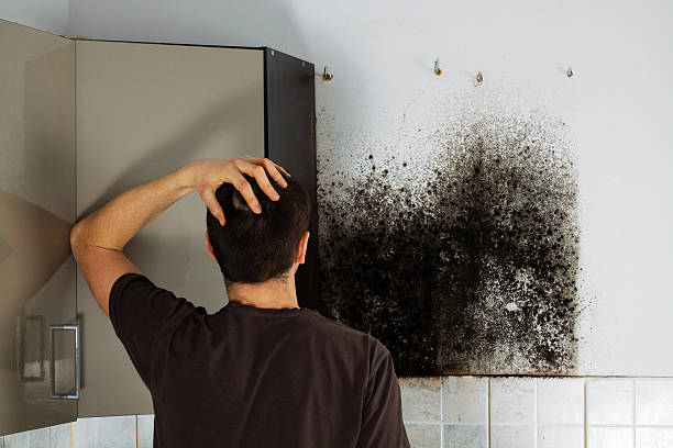 Best Localized Mold Remediation (e.g., coastal areas, humid climates) in Laurel, VA