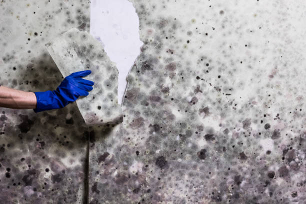 Best Attic Mold Remediation in Laurel, VA