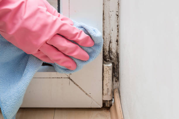 Best HVAC Mold Remediation in Laurel, VA