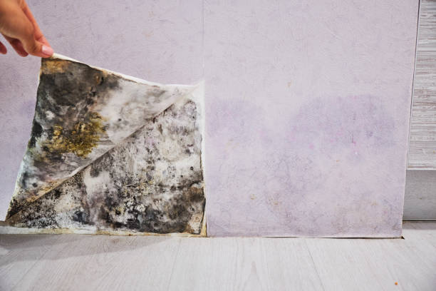 Laurel, VA Mold Remediation Company